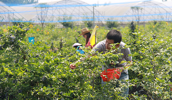 四川蓝莓种苗基地