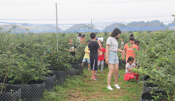 四川蓝莓种植技术服务
