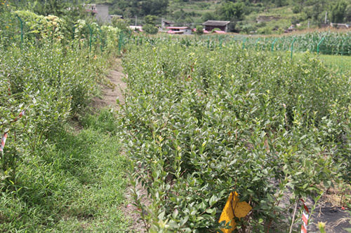 四川蓝莓种苗培育基地