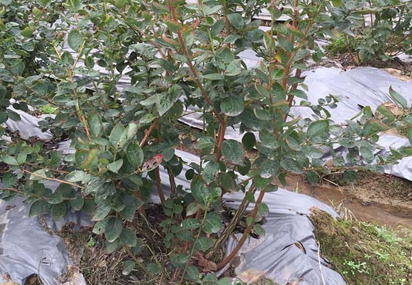 峨眉山蓝莓种苗培育基地