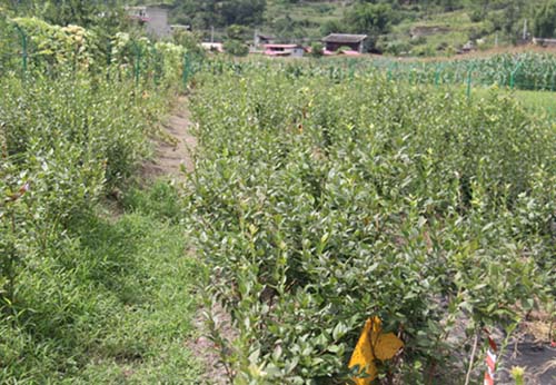 甘孜蓝莓种苗培育基地
