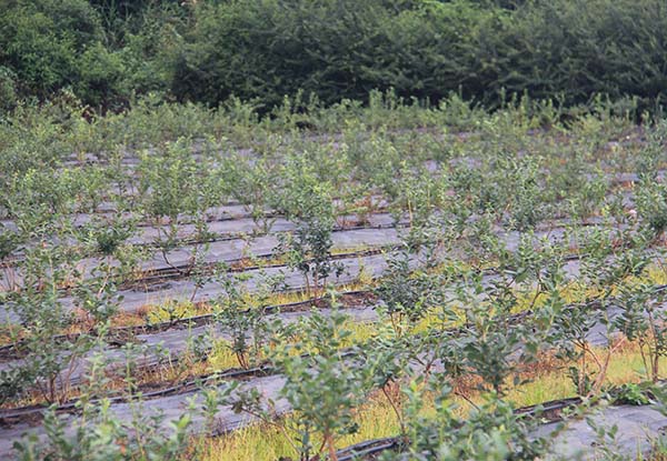 凉山蓝莓种苗