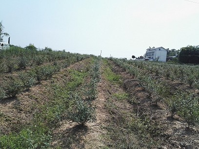 蓝莓种苗