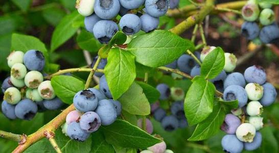 蓝莓有三大功效和好处，但要注意蓝莓的食用禁忌！